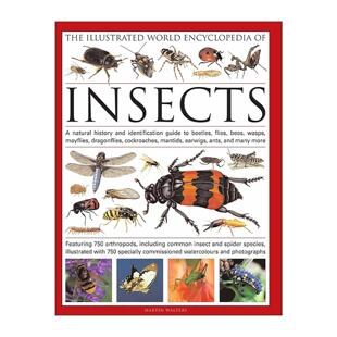 英文原版 Illustrated World Encyclopedia Of Insects 世界昆虫百科全书 精装 英文版 进口英语原版书籍