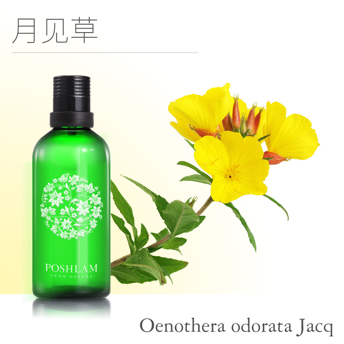 宝琪兰月见草油100ml 基础油 改善肌肤基底精油 满送好礼