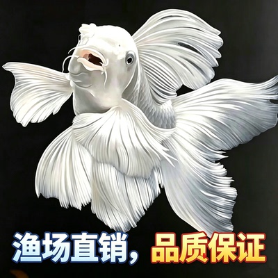 蝴蝶鲤+淡水冷水鱼+水族类宠物