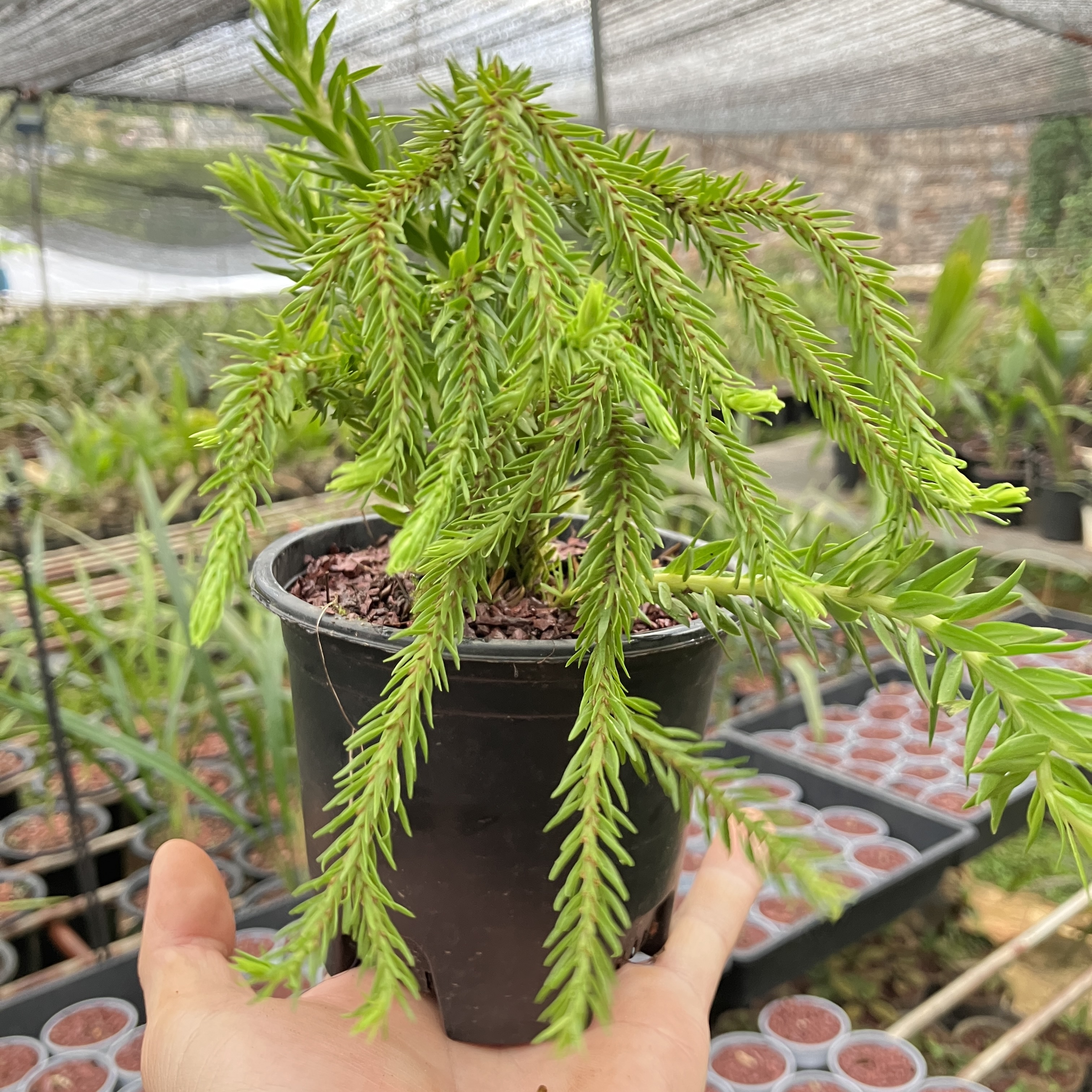 室内垂吊蕨类盆栽植物云南石松