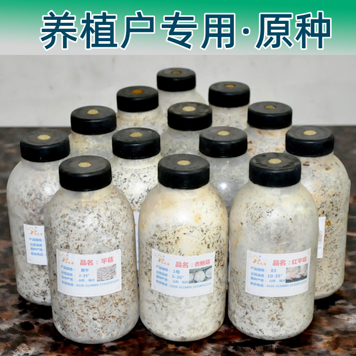 平菇原种木耳香菇灵芝菌种