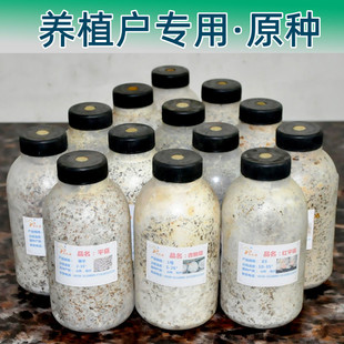 平菇菌种原种黑木耳毛木耳香菇灵芝榆黄菇原种蘑菇种子椴木种植