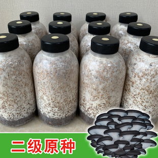 平菇原种二级种食用菌菌种平菇种子灵芝木耳香菇二级种菌种椴木菌