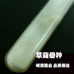 草菇菌种母种一级种 二级种 原种 个大产量好 适合多种原料