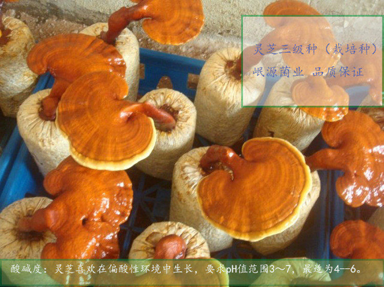 灵芝栽培种三级种菌包菌种蘑菇种子灵芝盆景盆栽家庭阳台种植绿植