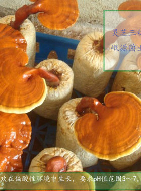 灵芝栽培种菌种可食用阳台种植