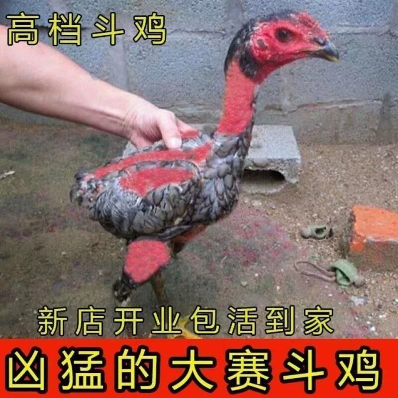 纯种越南鬼子斗鸡活体农家散养观赏鸡出壳小鸡宠物斗鸡