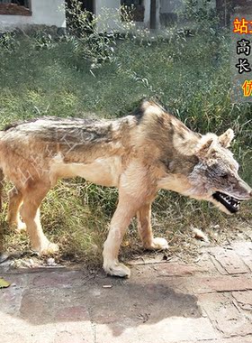 仿真狼摆件1比1狼模型皮毛狼标本园林装饰展馆拍短剧影视假狼道具
