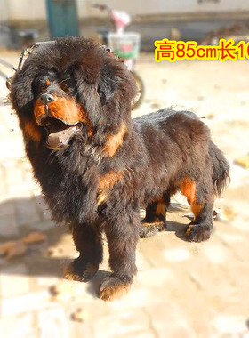 仿真藏獒标本影视假藏獒道具摆件1比1藏獒摆件工艺品大型藏獒模型