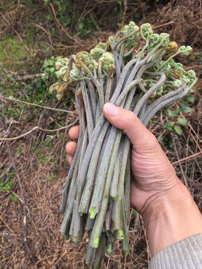 野生新鲜蕨菜农家采摘现摘紫蕨菜正宗...