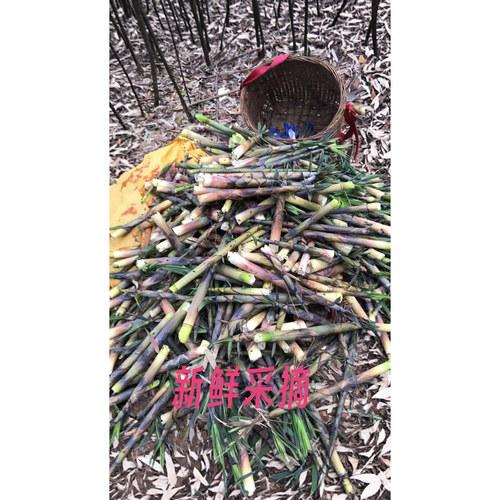 广东韶关粤北新鲜苦笋去壳现挖春笋农家特产苦竹笋当季蔬菜