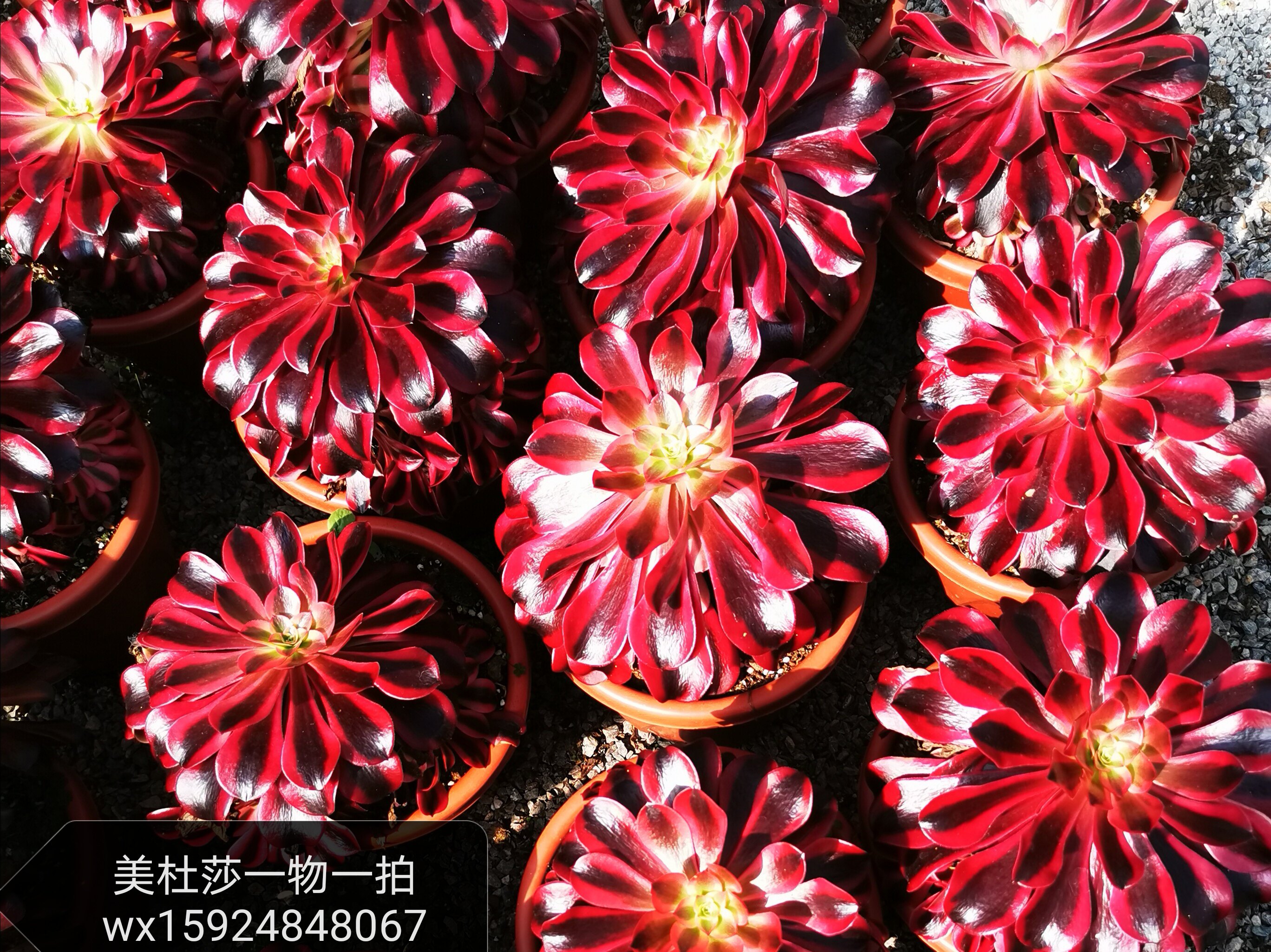 网友分享在meiguo.com的图片