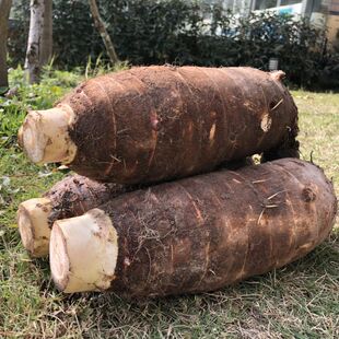 【6斤2个】福建特产福鼎槟榔芋头新鲜蔬菜农家产地直销福建大芋头