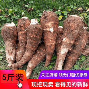 包邮 新芋上市福建特产槟榔芋头芋子 小芋艿新鲜正宗福鼎芋子5斤