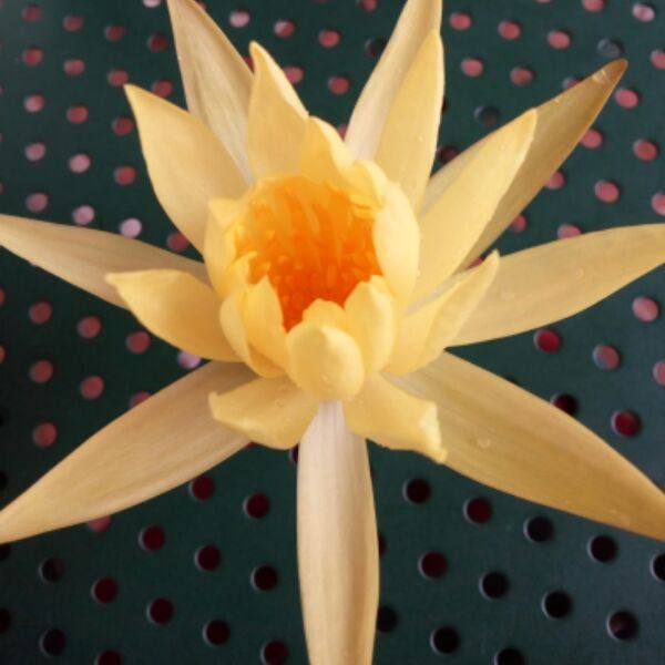 Accessoire coiffure - Ref 1205057 Image 1