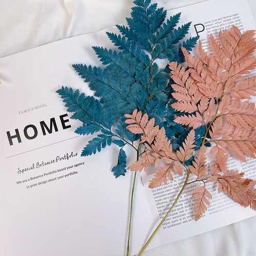 高山羊齿叶整包10枝更划算