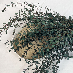 尤加利叶尖叶永生花真植物diy手工花束配叶铜钱桉小圆叶装饰插花