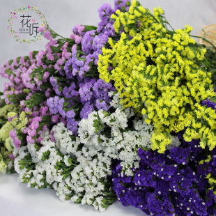 原色勿忘我干花束家居办公商场插花百搭diy花材云南干花论斤卖