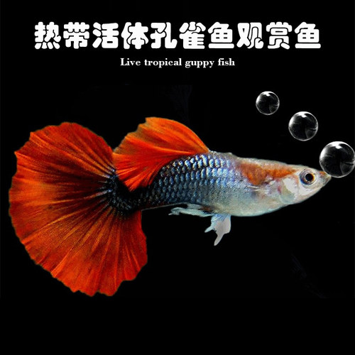 繁殖好养耐活黄礼服包邮孔雀鱼