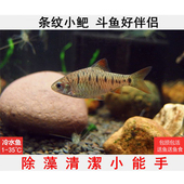 条纹小鲃自养原生活体 包邮 二须鲃观赏鱼原生冷水鱼斗鱼伴侣普叉