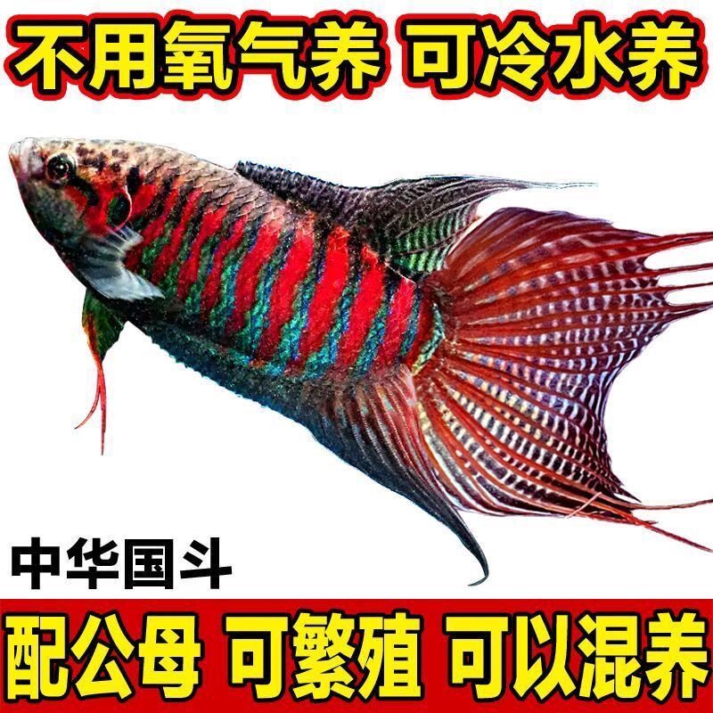 中国斗鱼活体鱼冷水淡水观赏鱼好养耐活金鱼小型菩萨盘皮丝鱼苗
