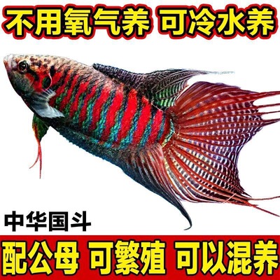 中国斗鱼活体鱼冷水淡水观赏鱼好养耐活金鱼小型菩萨盘皮丝鱼苗
