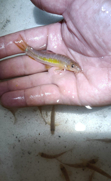 美丽小条鳅清道夫冷水鱼观赏清洁工鱼缸垃圾鱼除藻鱼好养耐活