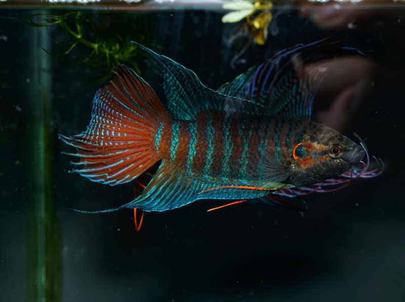 中国斗鱼白化红火焰活体淡水冷水鱼好养耐活小型鱼包邮