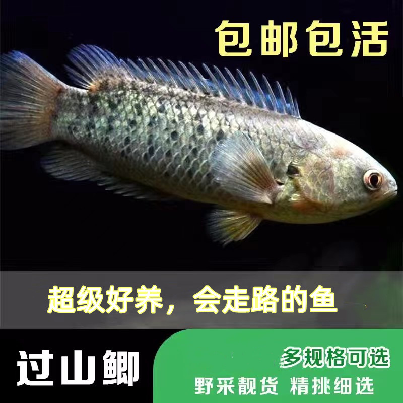 攀鲈活体龟壳过山鲫活体原生鱼热带鱼走路鱼攀鲈鱼活体太阳鱼巴毛