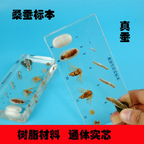 幼儿园教学认知蚕宝宝蚕娥蚕茧蛹真实昆虫子桑蚕完全变态发育标本