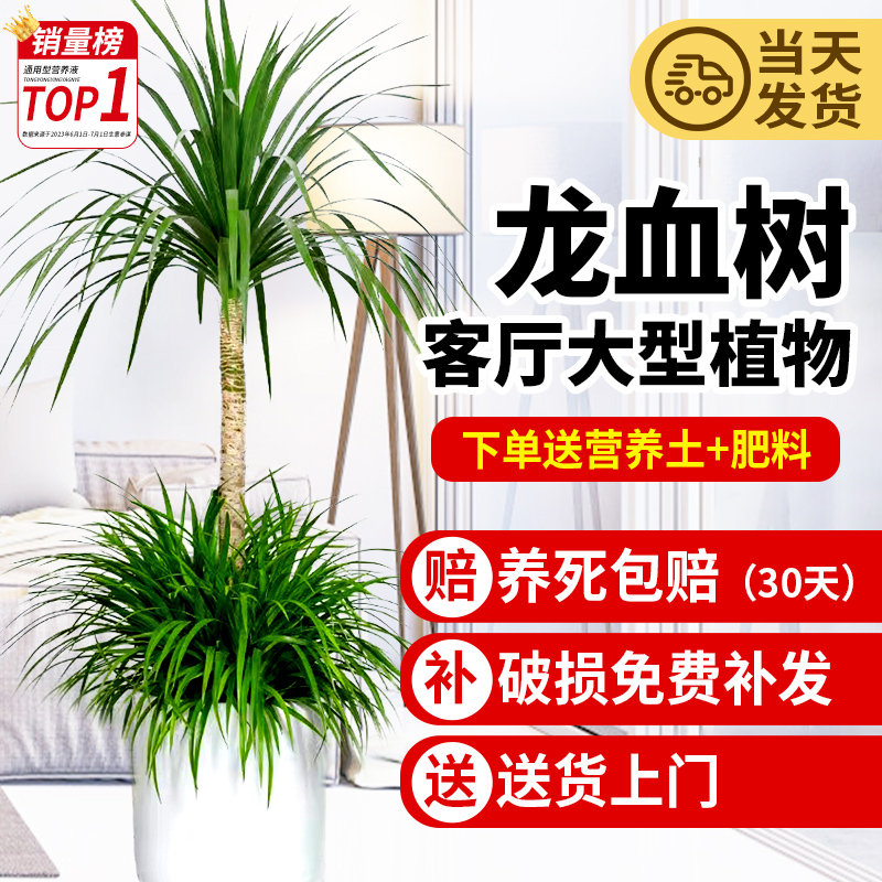 龙血树客厅盆栽大型旺宅绿植造型老桩好养龙须树办公室内落地植物