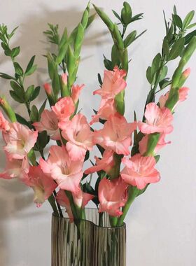 剑兰步步高鲜花水培鲜切花唐菖蒲广州基地直发室内插花同城直批