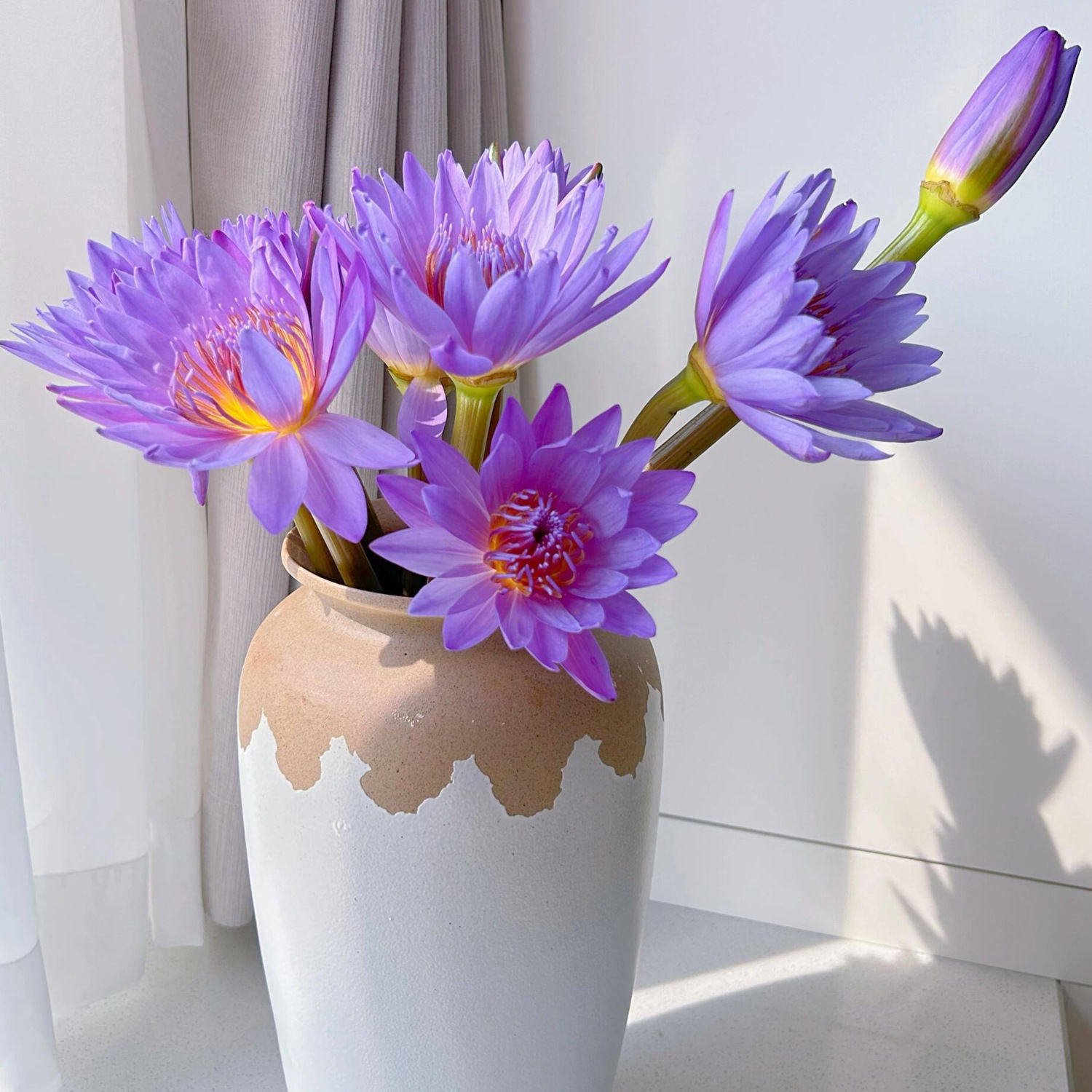 【10枝紫色】水养莲花蓝莲花睡莲鲜花花束10支带花苞水养室内云南