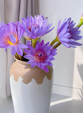 【10枝紫色】水养莲花蓝莲花睡莲鲜花花束10支带花苞水养室内云南