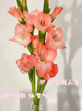 剑兰水养鲜花姜花切花睡莲广州基地批发步步高唐菖蒲室内懒人水培