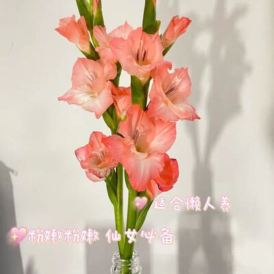 剑兰水养鲜花姜花切花睡莲广州基地批发步步高唐菖蒲室内懒人水培