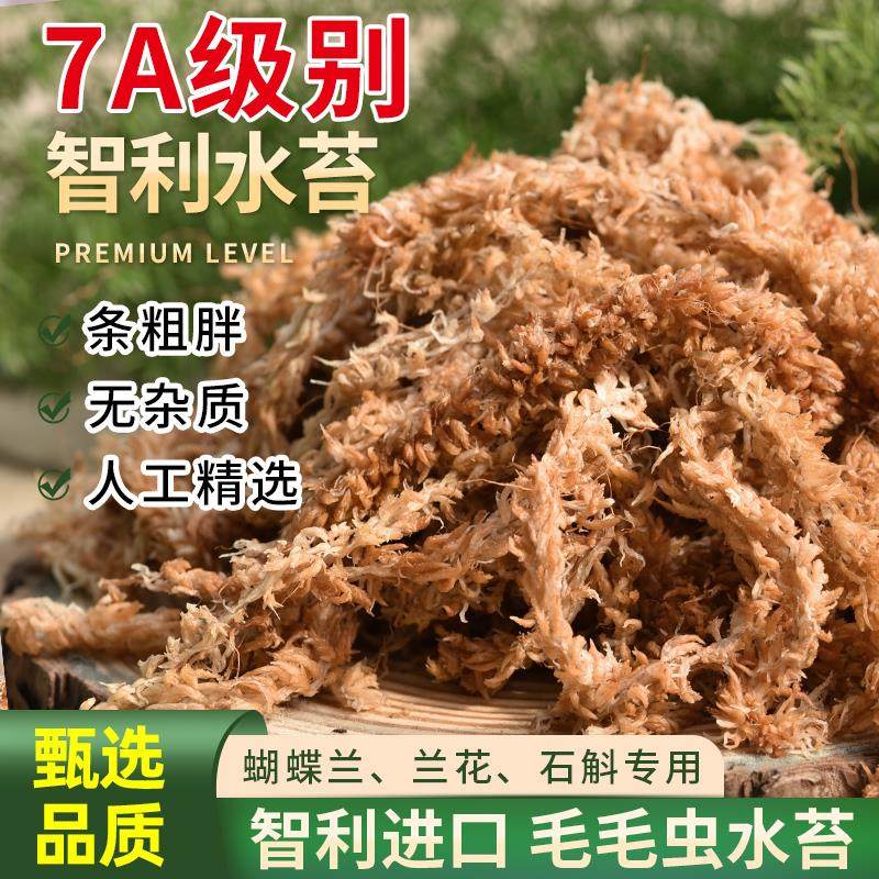 智利水苔蝴蝶兰专用毛毛虫水苔七星干苔藓兰花土植料乌龟冬眠垫材,鲜花速递/花卉仿真/绿植园艺,介质/营养土,淘宝优惠券,粉丝福利购,淘宝优惠卷