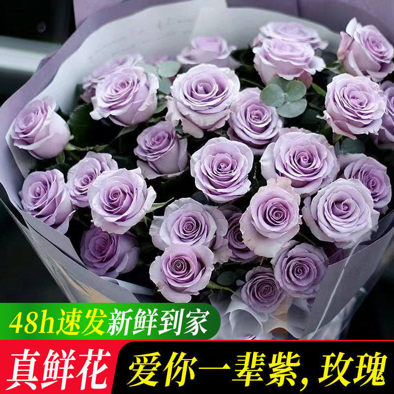 爱你一辈紫玫瑰云南鲜花基地直发斗南花卉市场家用插花束真花水养
