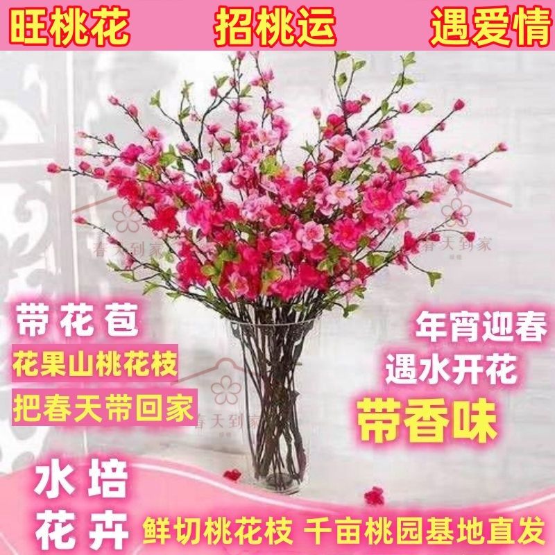 【带花苞发货】桃花枝遇水开花水培真桃花新鲜桃枝干支花卉年宵花