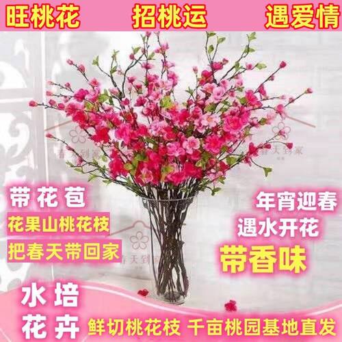 【带花苞发货】桃花枝遇水开花水培真桃花新鲜桃枝干支花卉年宵花