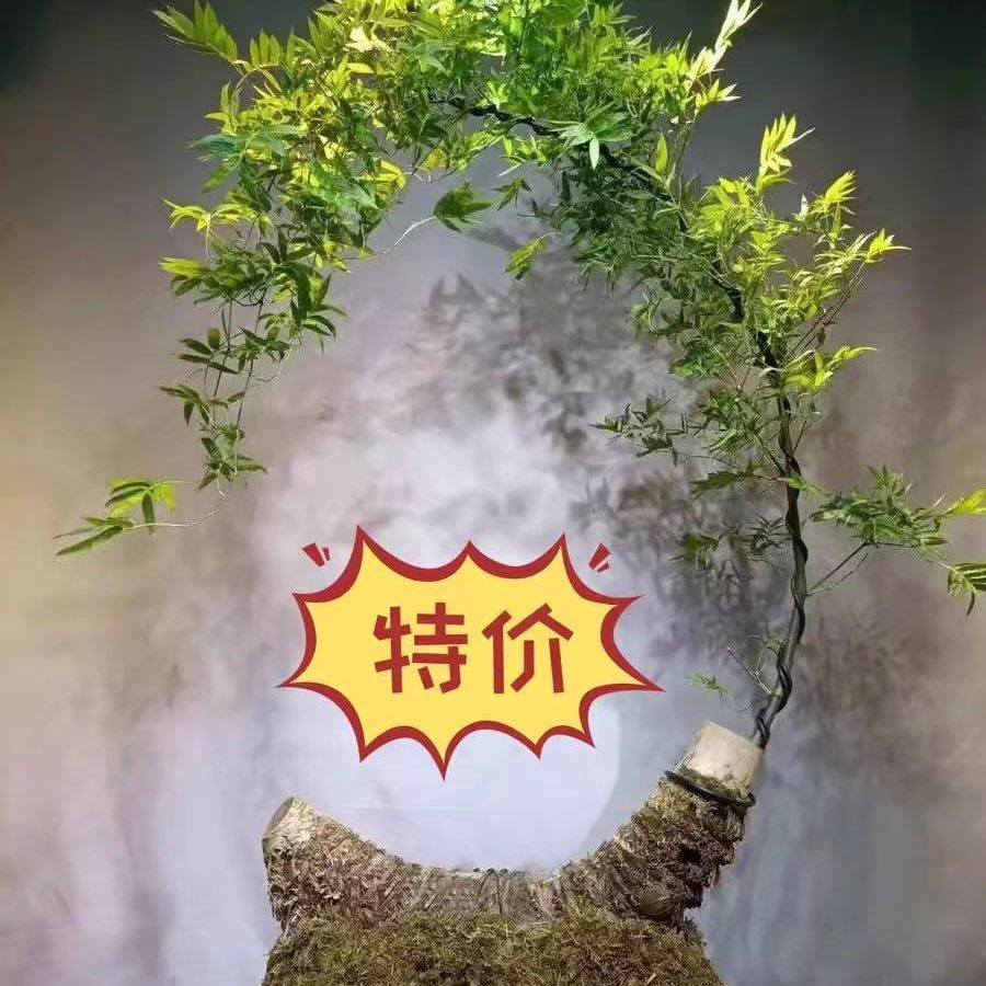 立春冲量小叶簕竹乐竹根苗室内外佛肚勒竹子盆栽耐寒竹头88
