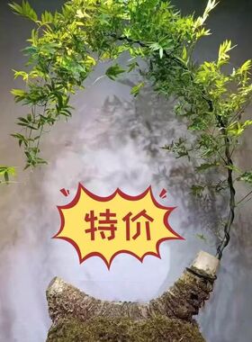 立春冲量小叶簕竹乐竹根苗室内外佛肚勒竹子盆栽耐寒竹头88