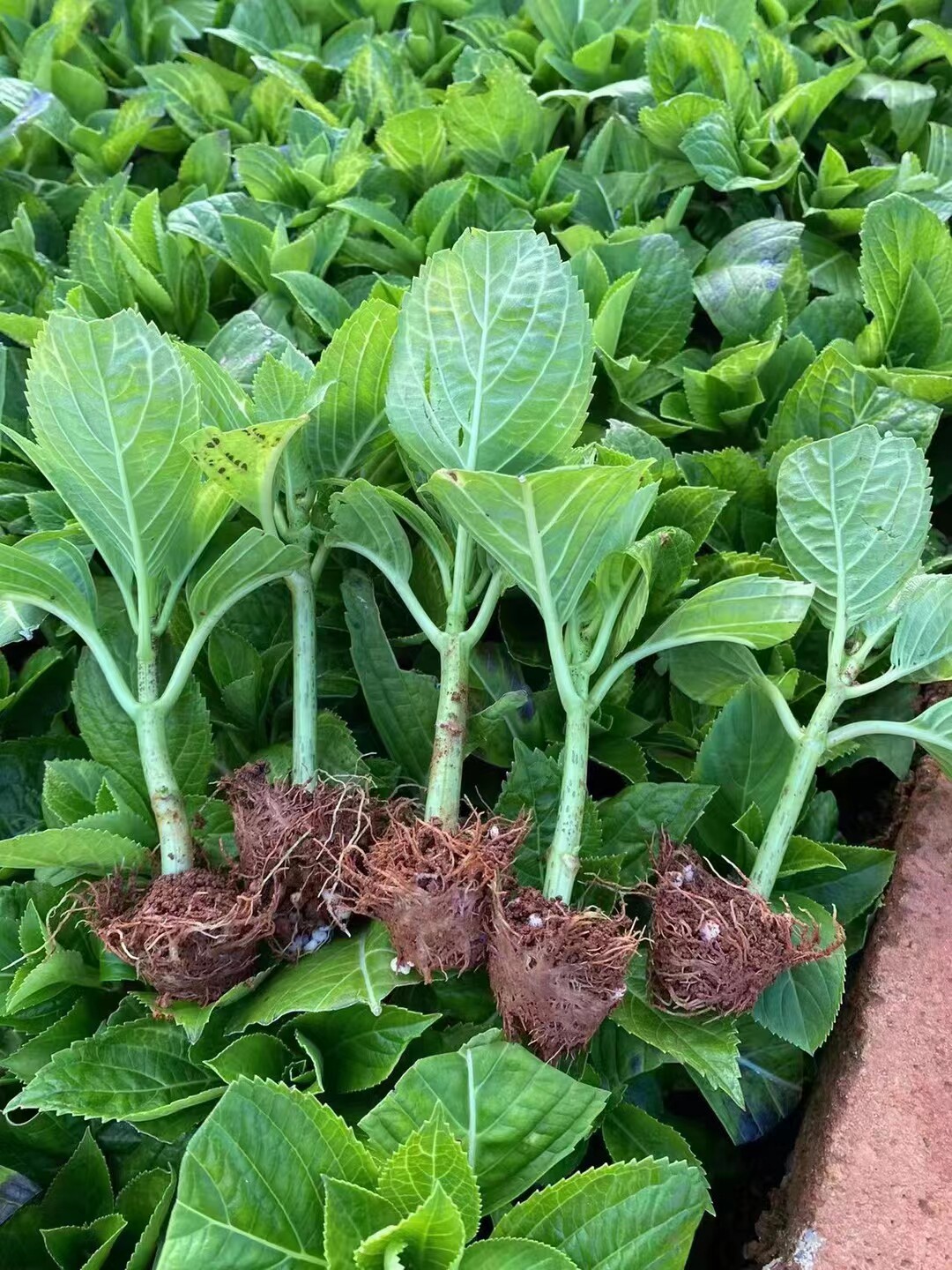 云南斗南直发切花500棵八仙花
