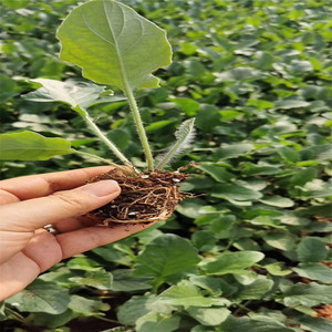 云南红拉丝基地非洲菊扶郎花苗四季开花鲜切花盆栽庭院绿化100棵