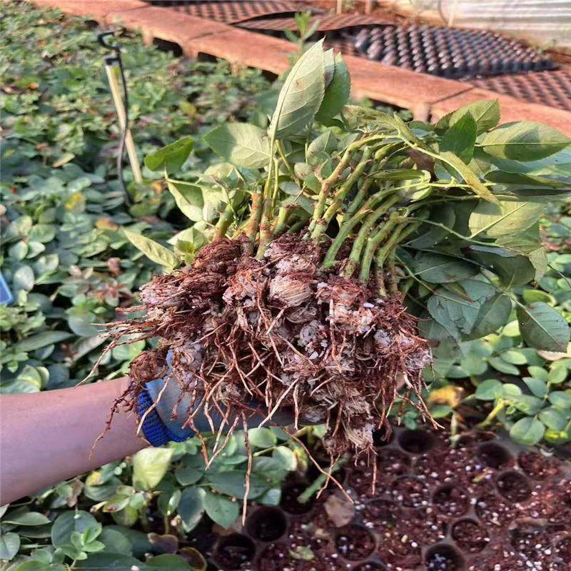 到手30棵云南玫瑰花苗老桩树桩红玫瑰老根月季花苗四季开花浓香大