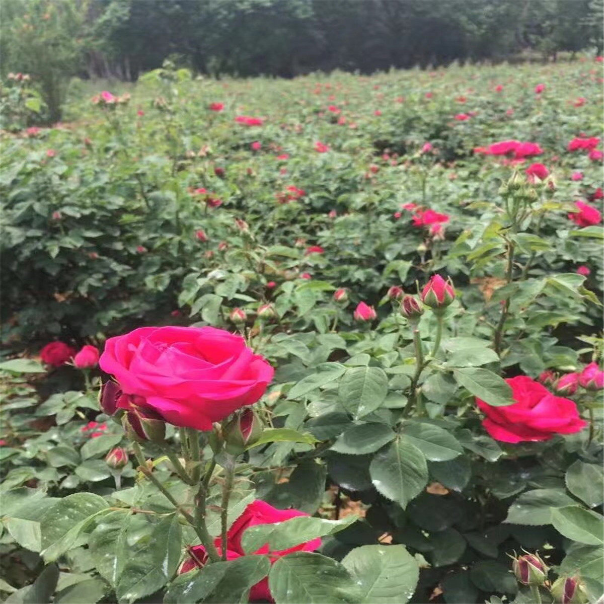 云南昆明斗南基地直销滇红食用玫瑰花苗裸根扦插苗四季开花浓香型