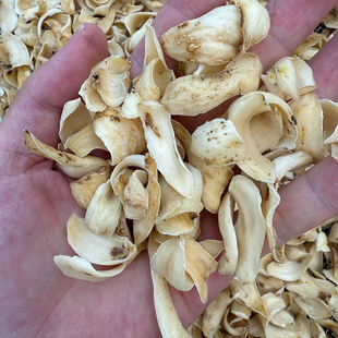 【今日特价68一斤】湖南特产龙牙百合干 无硫 商用食用百合干