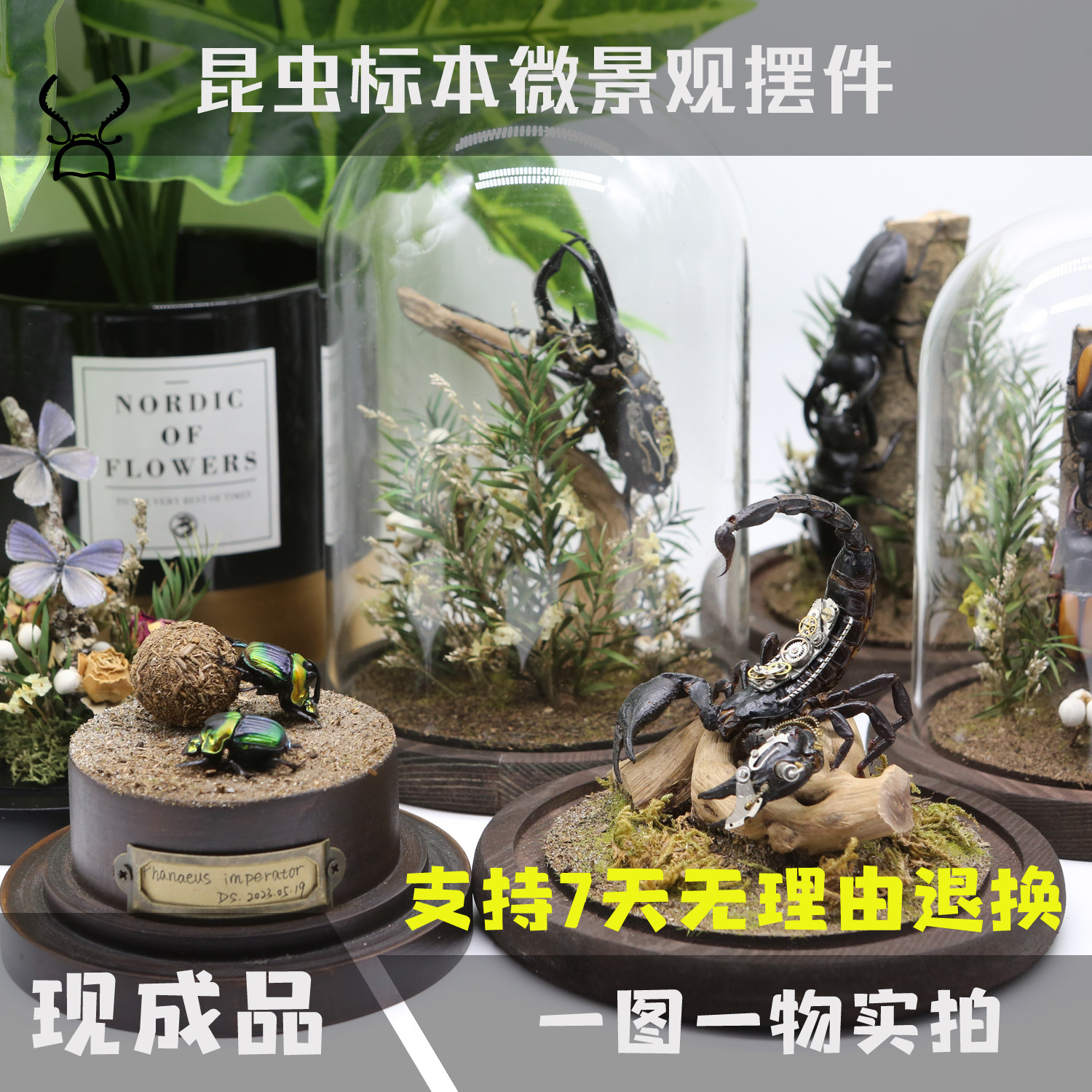 【现货】真实昆虫甲虫标本家居玻璃罩相框摆件送人礼物蝴蝶微景观