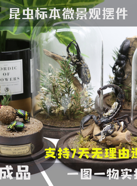 【现货】真实昆虫甲虫标本家居玻璃罩相框摆件送人礼物蝴蝶微景观