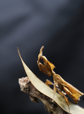 真实昆虫标本幽灵螳螂生态微景观
